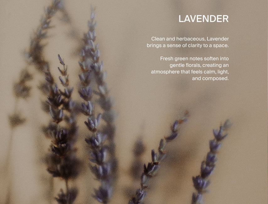 Lavender